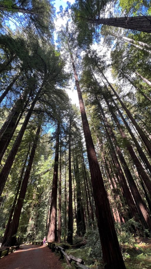 Armstrong Woods, Santa Rosa